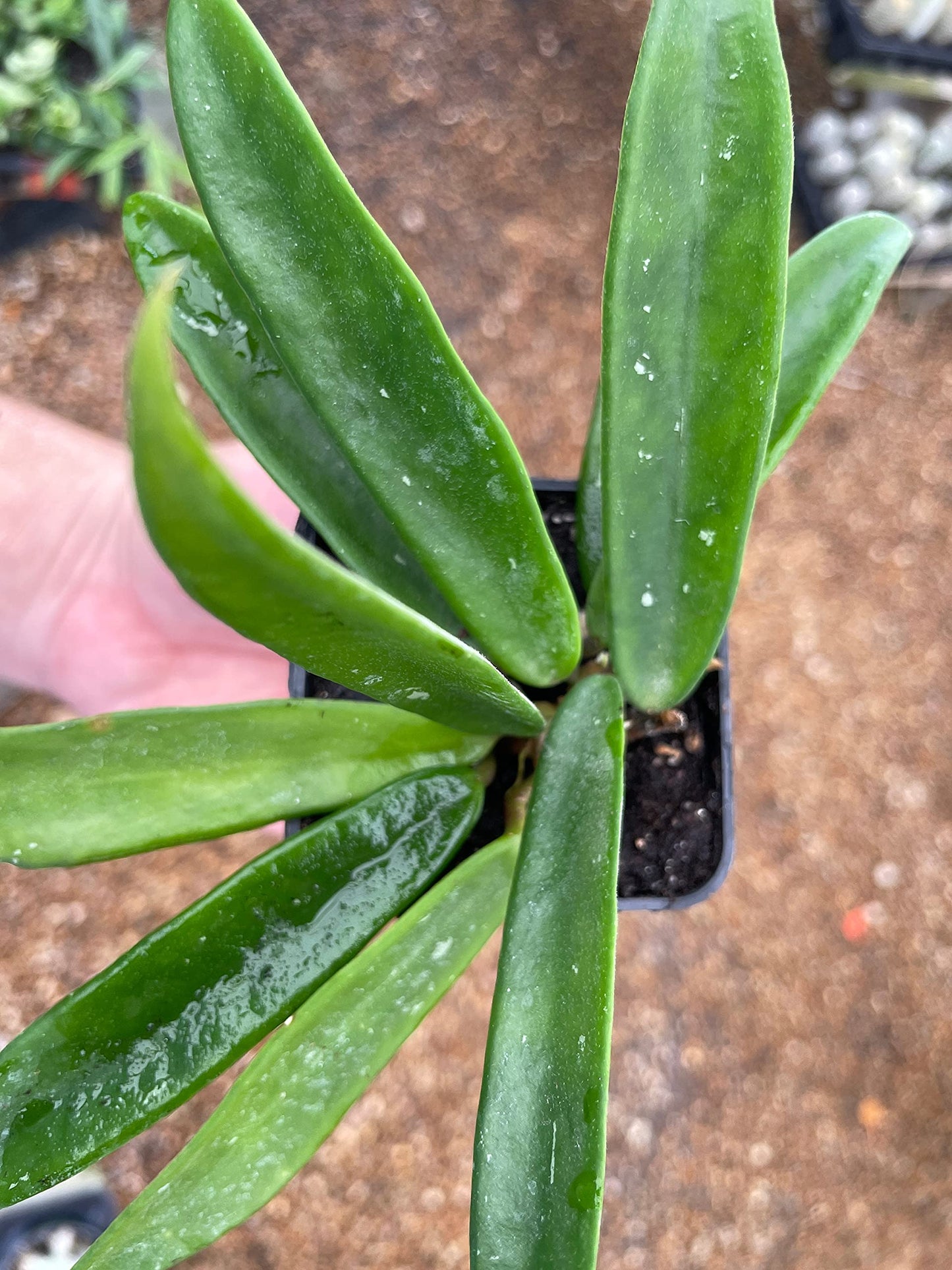 BubbleBlooms Hoya Minibelle Honey Plant, Freckles, Silver Splash Speckled Variegated Krinkle Wax Honeyplant, Extremely Rare Limited Supply Potted