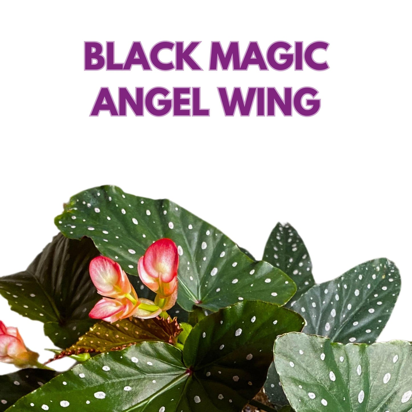 Harmony Foliage Black Magic Angel Wing Cane Begonia 4 inch