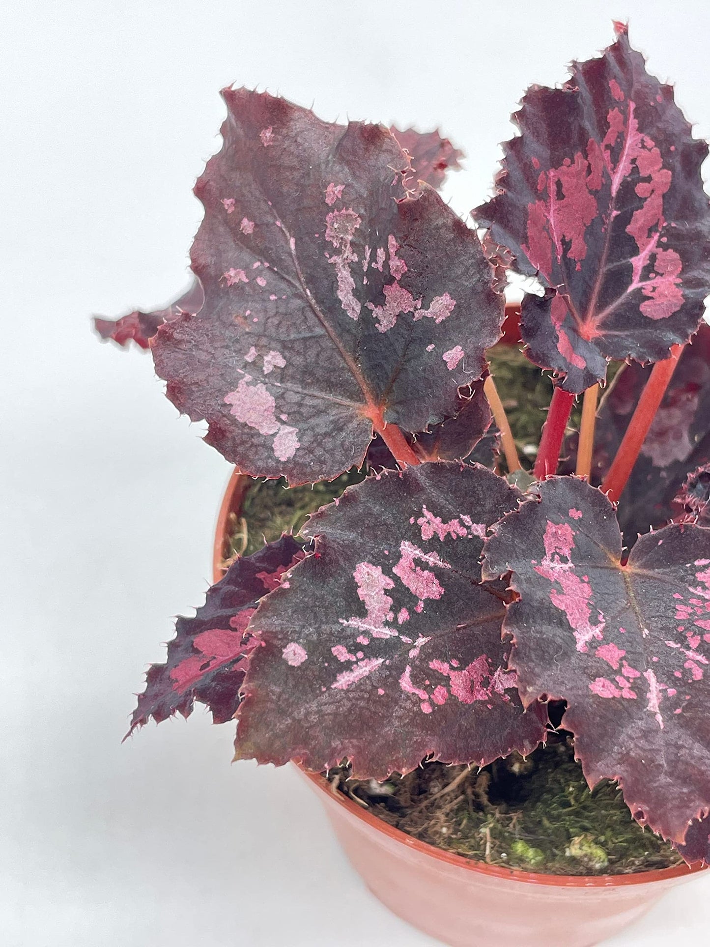 BubbleBlooms Harmony's Black Heart, Black Beauty, Begonia Rex, 4 inch, Painted-Leaf Begonia, Unique Homegrown Exclusive