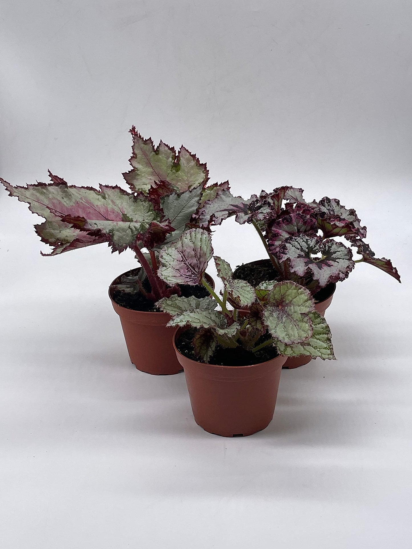 BubbleBlooms Harmony's Begonia Rex Assortment, Cold Pastel Winter, 4 inch, Set of 3, Painted-Leaf Begonia, Unique Homegrown Exclusive, Variegated