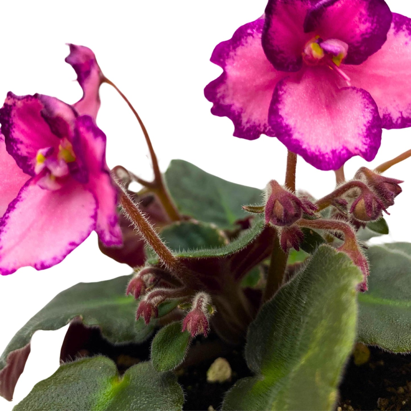 Harmony Foliage Cajun's Coujon African Violet Saintpaulia 4 inch