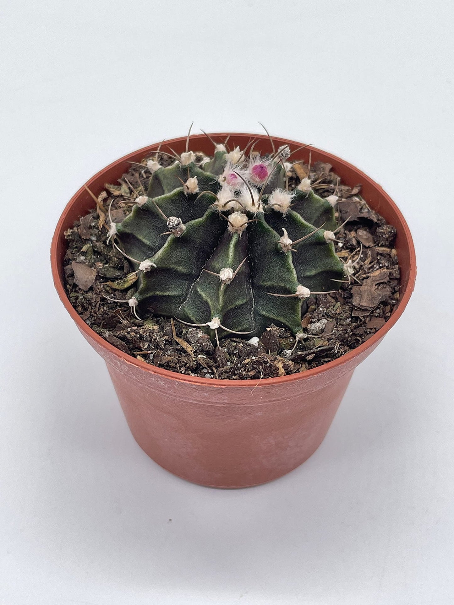 Moon Cactus, Rare Gymnocalycium Mihanovichii, 3 inch