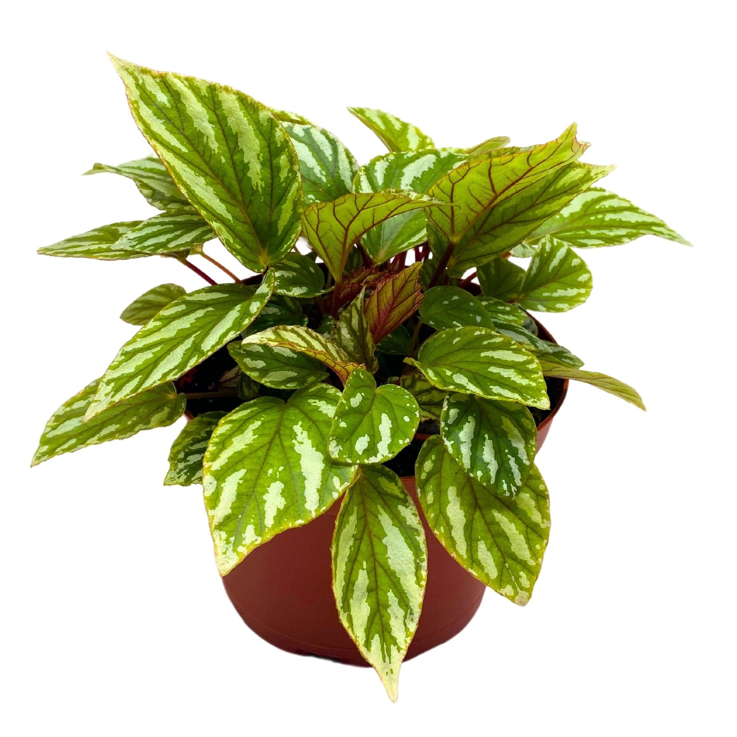 Harmony Foliage Begonia U604 6 inch Rhizomatous