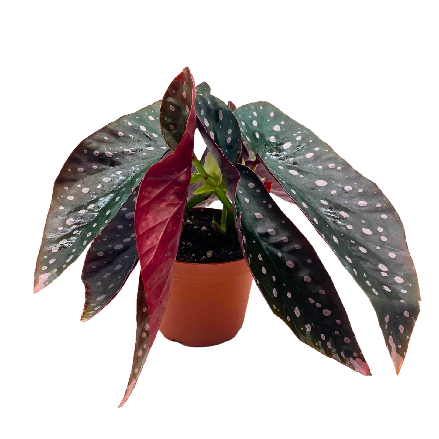 Harmony Foliage Harmony's Dark Dreamer Angel Wing Begonia 4 inch