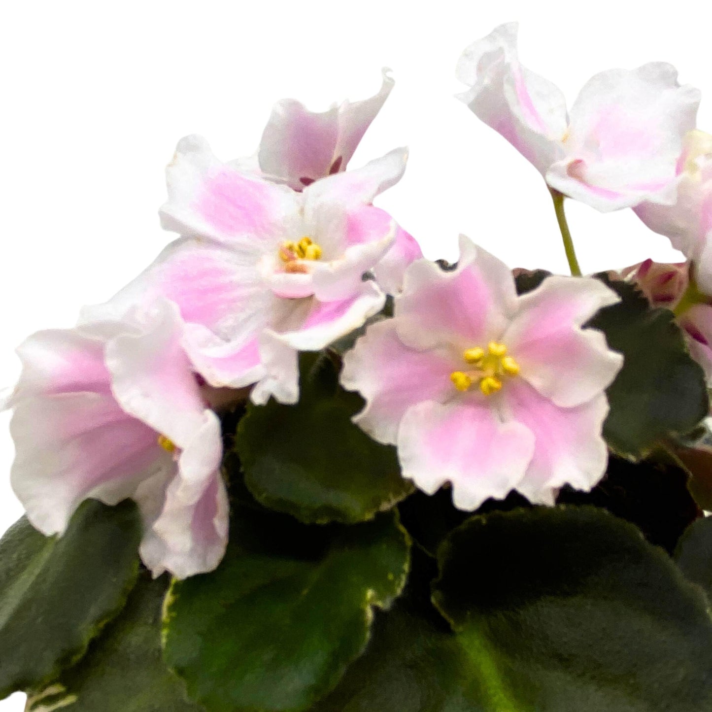 Harmony Foliage Carolina Elegant Affair Variegated African Violet Saintpaulia 4 inch