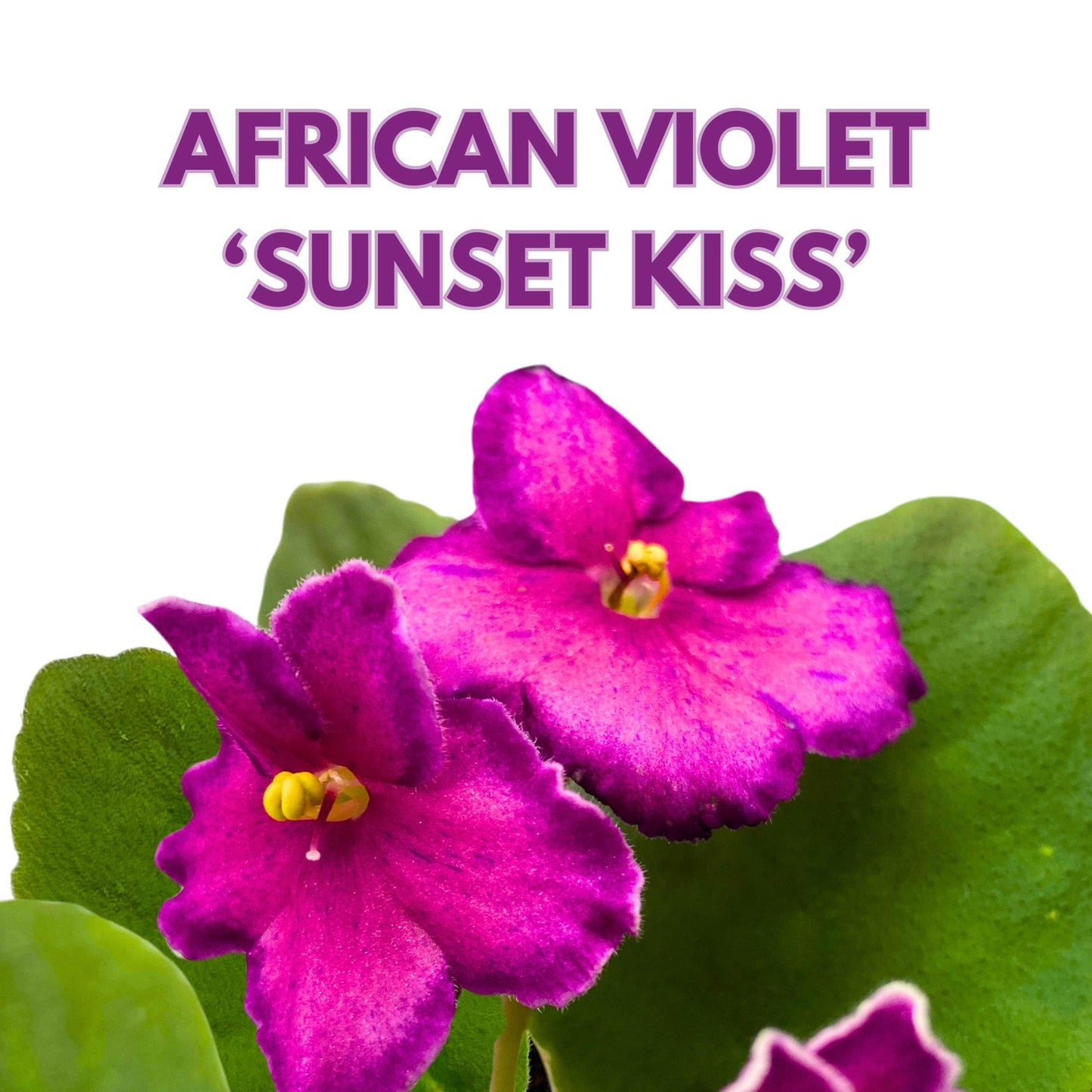 Harmony Foliage Sunset Kiss African Violet Saintpaulia 4 inch