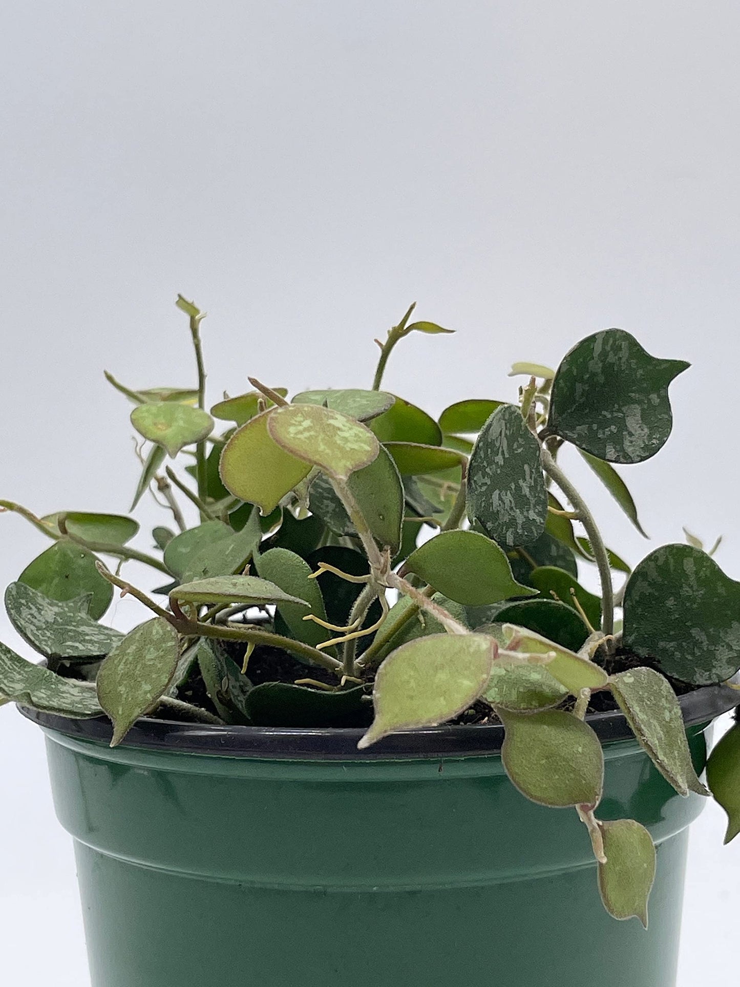 Hoya Curtisii, Very Rare Limited Live Plant, in 4 inch Pot