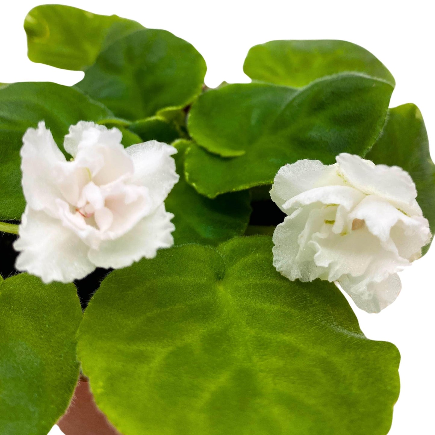 Harmony Foliage White Magic African Violet Saintpaulia 4 inch