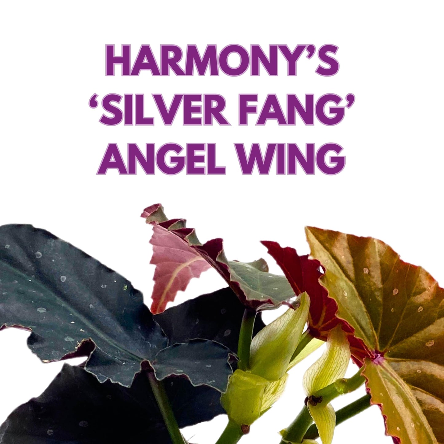 Harmony Foliage Harmony's Silver Fang Angel Wing Begonia 4 inch