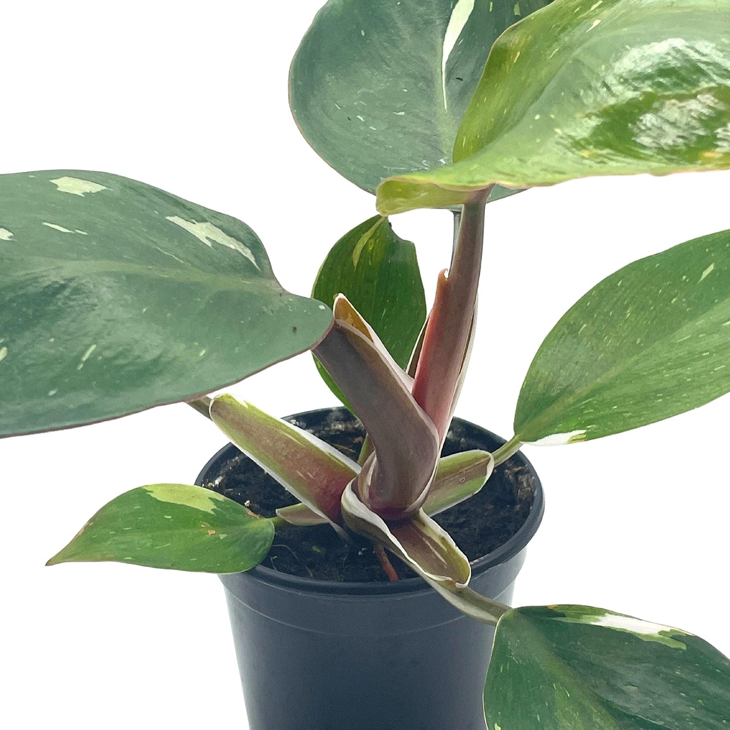 Philo White Knight, 4 inch, Rare Variegated Philodendron erubescens