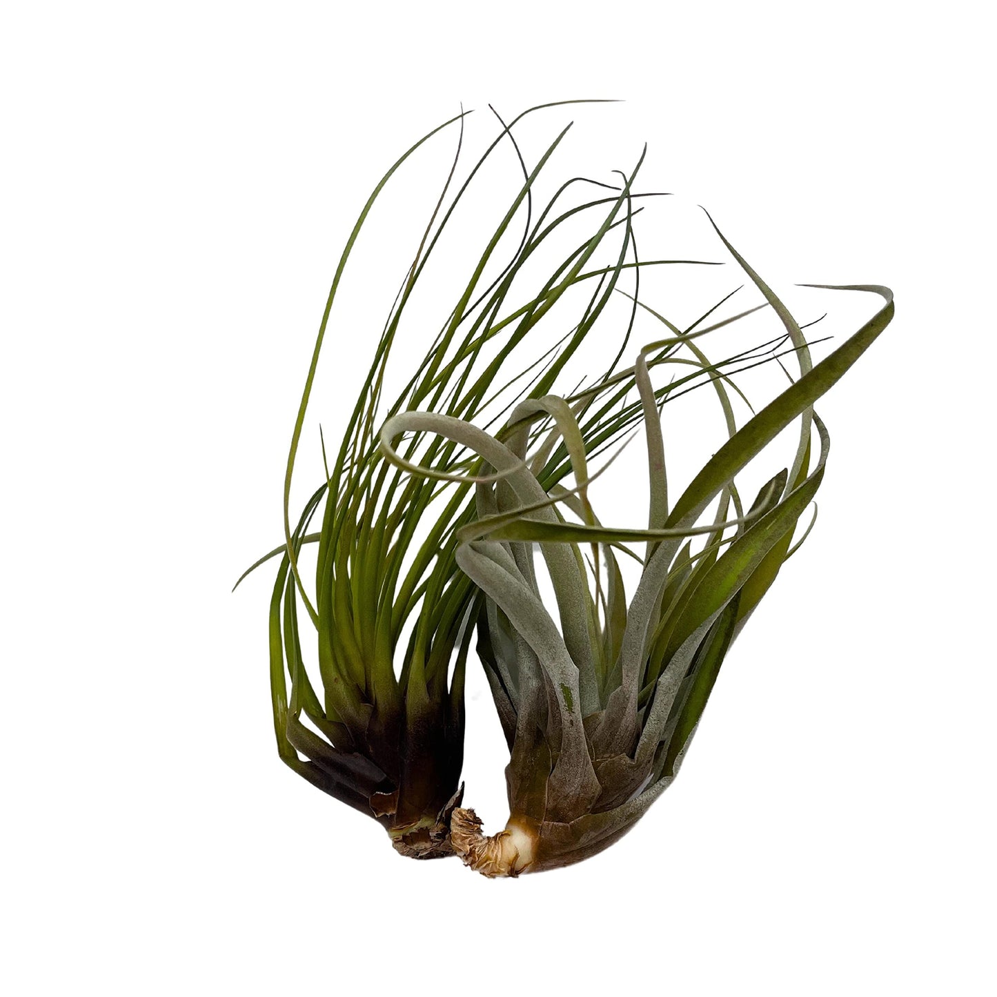 Large Tillandisa Assorment, Set of 2 Large-Sized Bare-Root airplants Ready to Mount and Grow