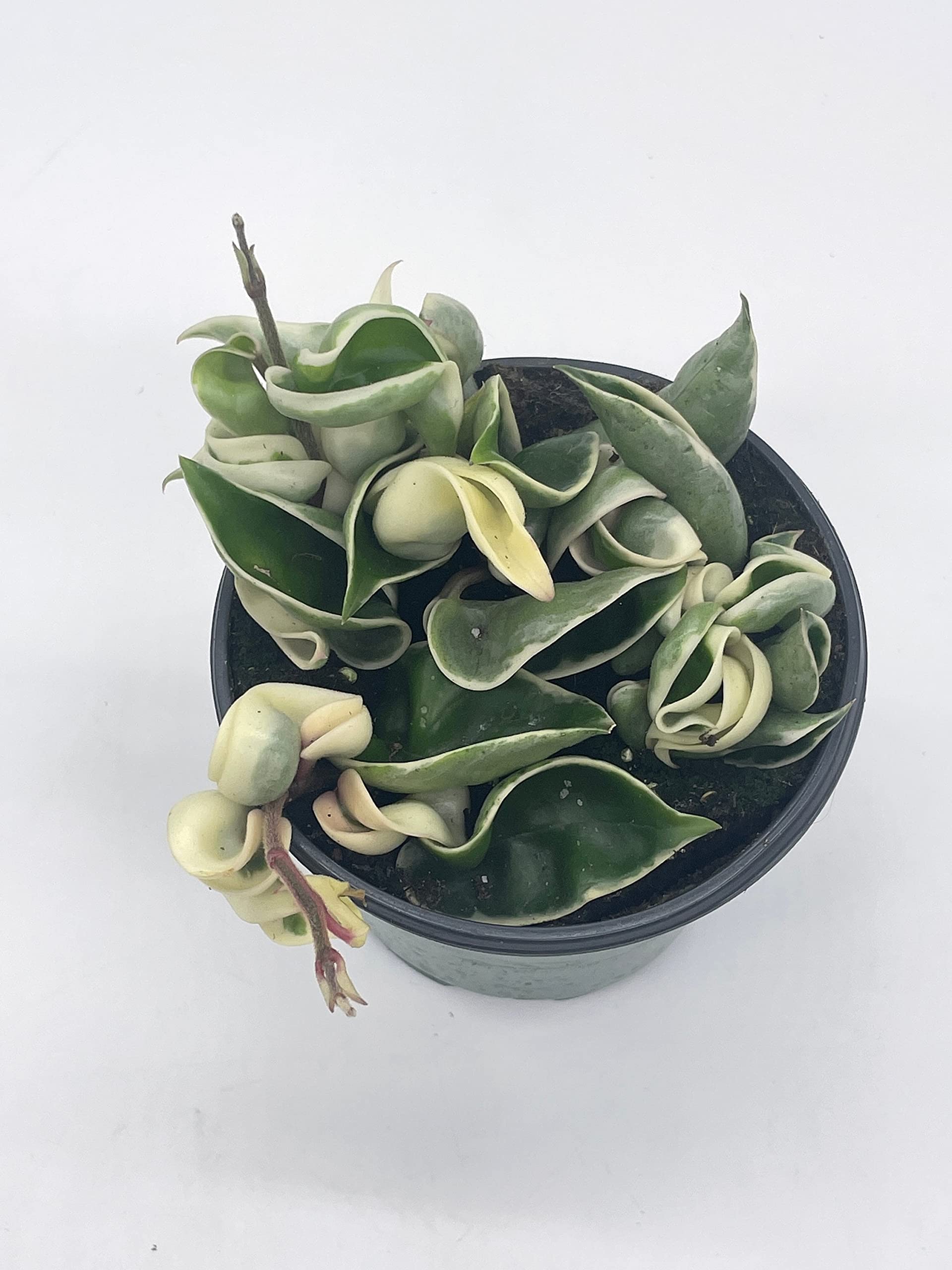 Authentic Variegated Hoya Compacta | Variegated Hoya Hindu Rope | Hoya Carnosa ‘Compacta Variegata’ | FREE Shipping