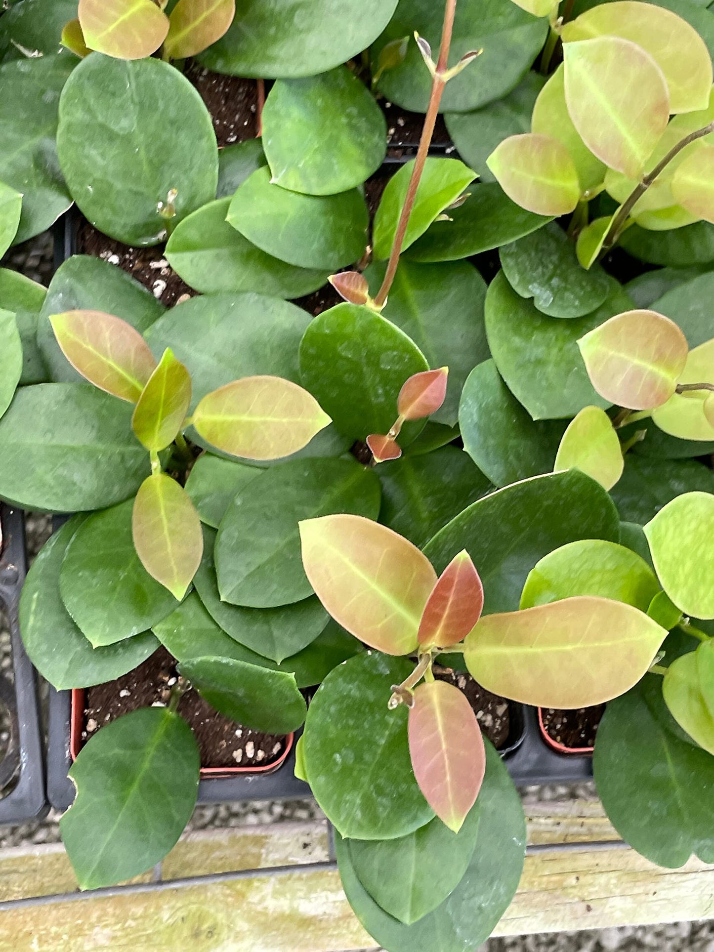 Hoya Australis, Samoan waxplant waxvine waxflower Wax Plant, Very Rare Limited Supply Exotic Live Succulent