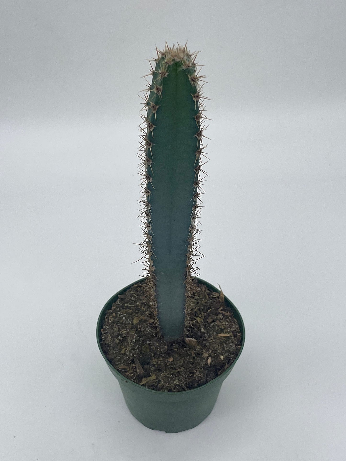 BubbleBlooms Giant Square Blue Columnar Cactus, Squared Column Cacti in a 4 inch Pot Pilosocereus pachycladus