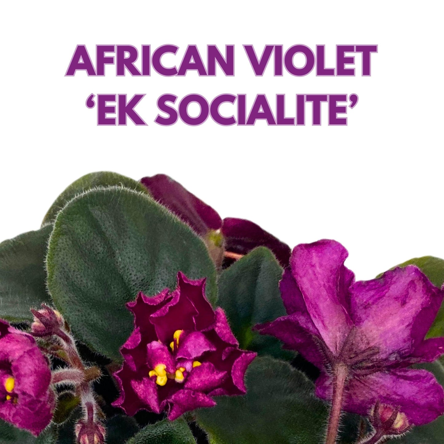 Harmony Foliage EK Socialite African Violet Saintpaulia 4 inch