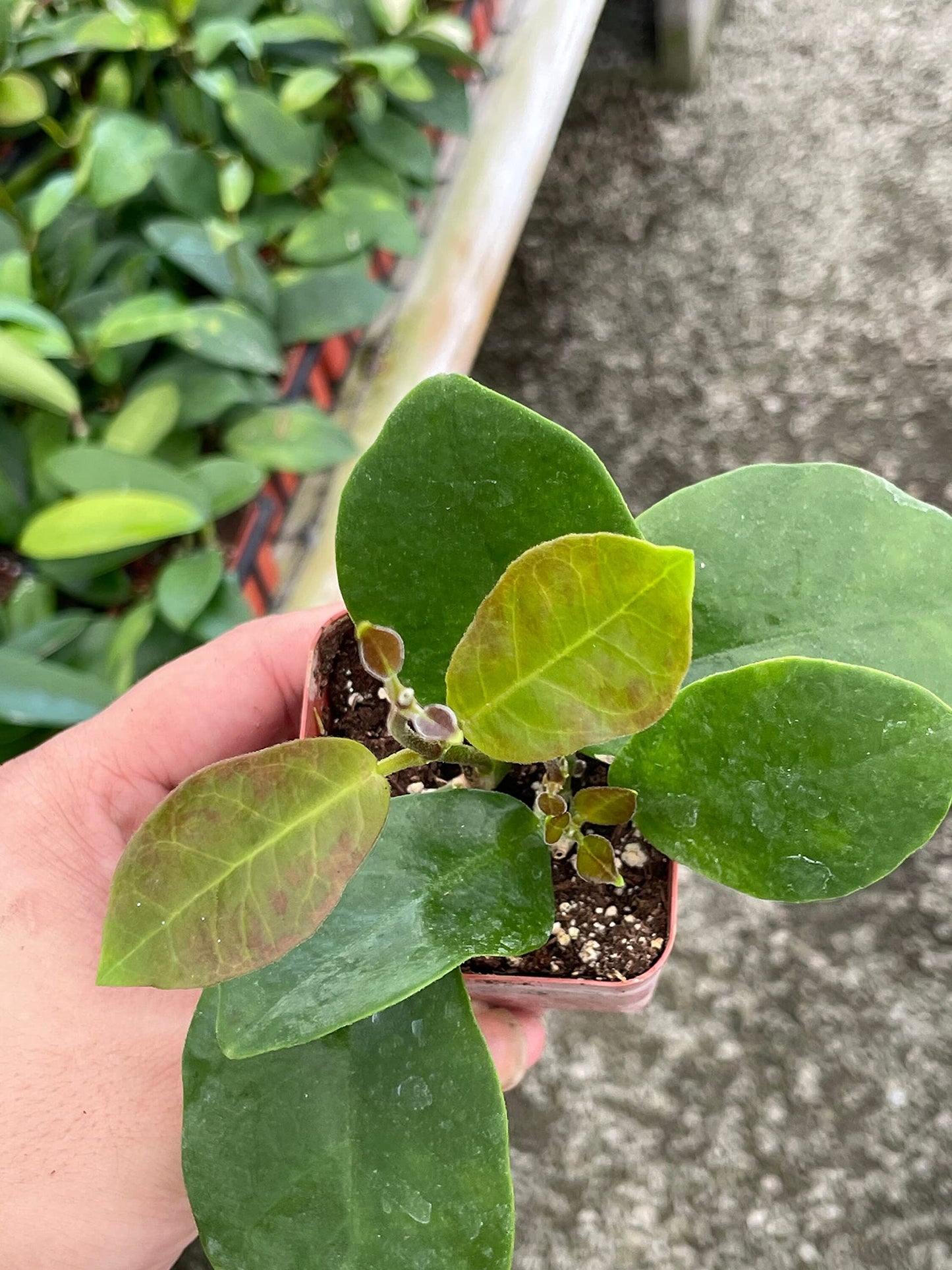 Hoya Australis, Samoan waxplant waxvine waxflower Wax Plant, Very Rare Limited Supply Exotic Live Succulent