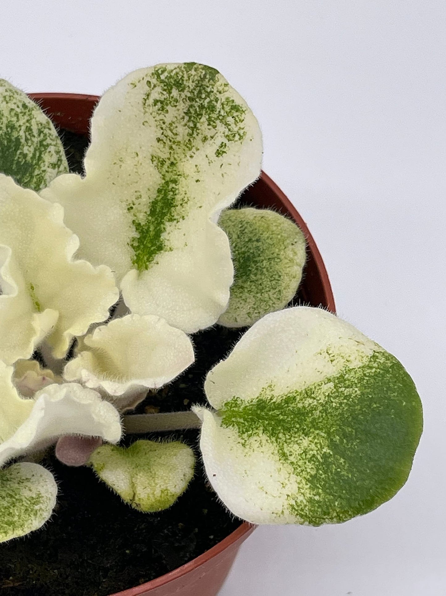 BubbleBlooms Harmony's Variegated African Violet, 4 inch Pot, White Leaves, Saintpaulia, Sunny Salmon Unique Homegrown Exclusive