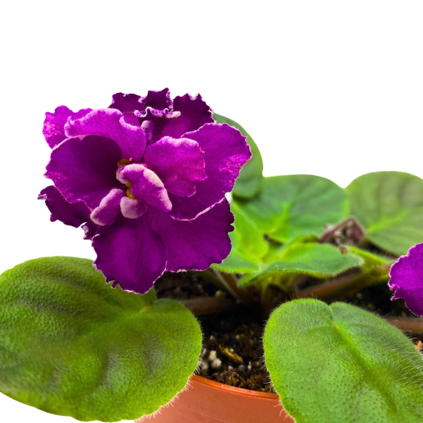 Harmony Foliage Sun Sizzle African Violet Saintpaulia 4 inch