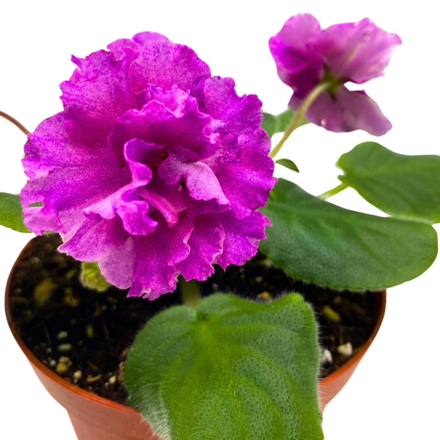 Harmony Foliage VaT Shura Mura African Violet Saintpaulia 4 inch