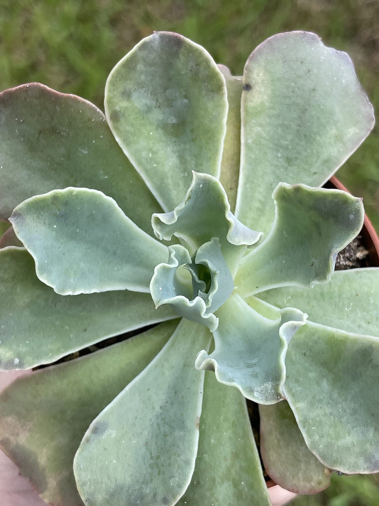 Echeveria shaviana, Mexican hens and Chicks, in 3 inch Pot