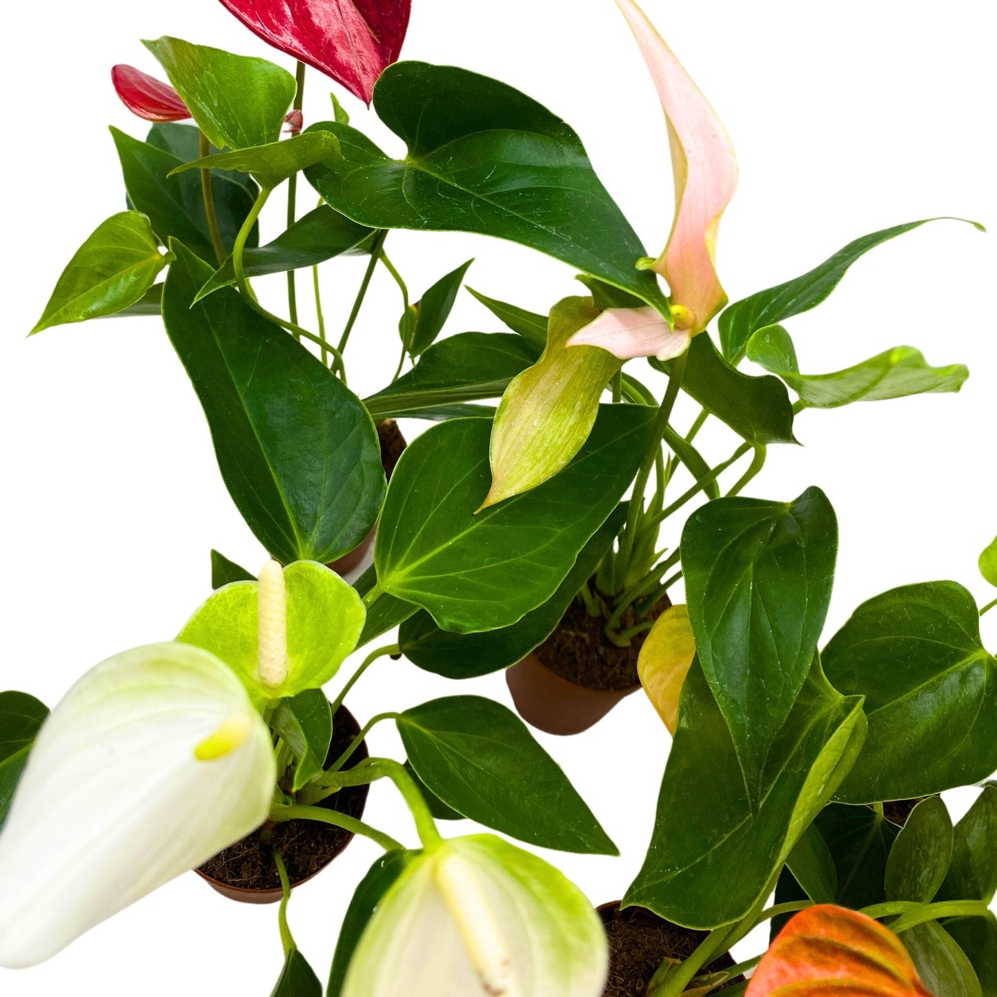 BubbleBlooms Anthurium Assortment 2 inch Set of 5