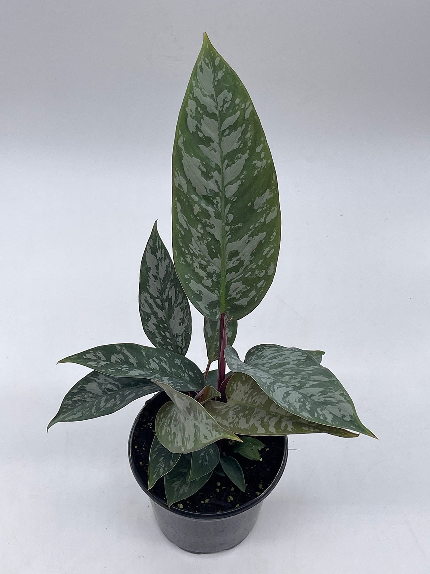 Apoballis Acuminatissima Lavallei, 4 inch, Rare Selby, Beautiful Houseplant