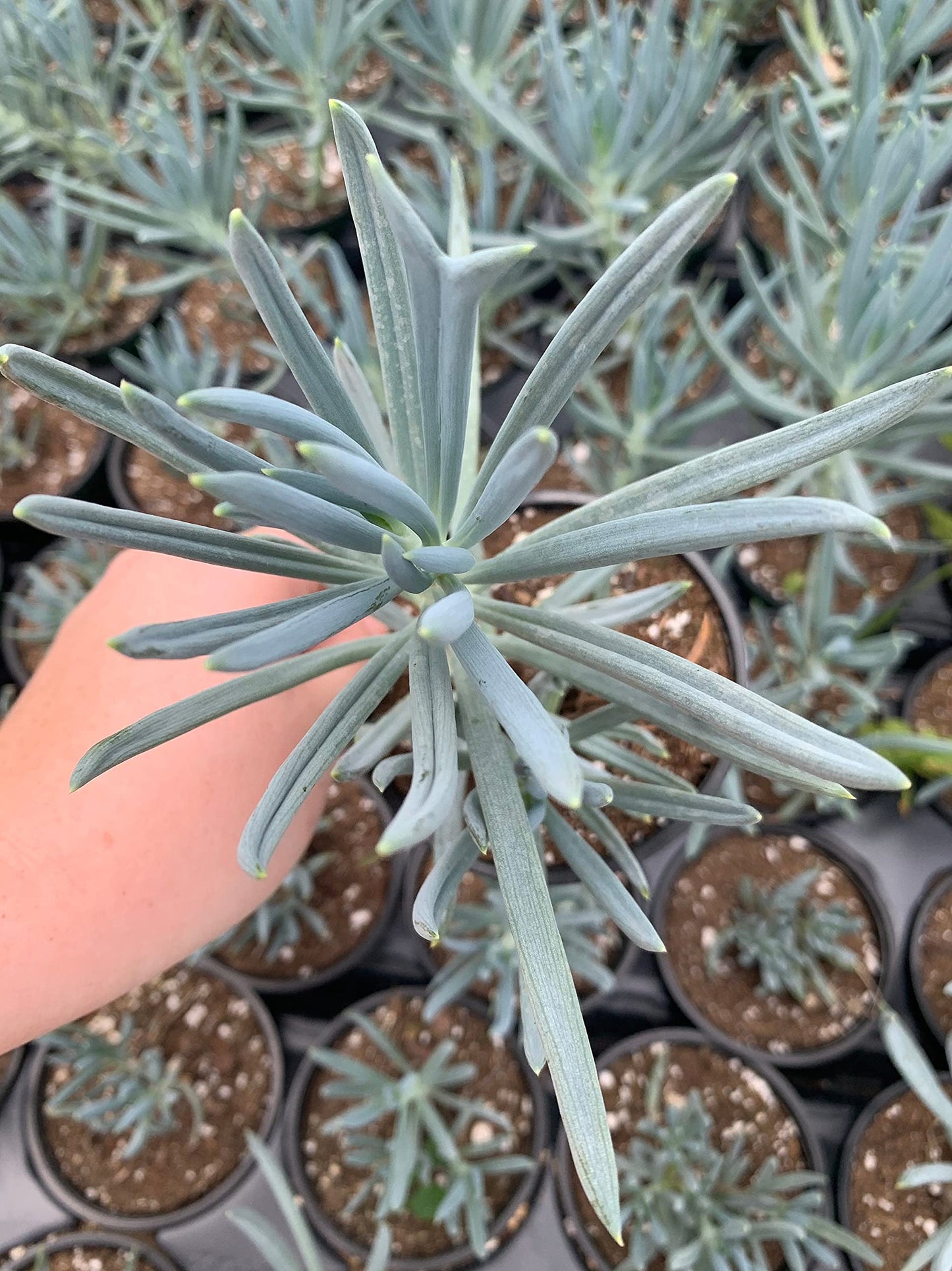 Blue Chalk Sticks/Senecio Serpens/Curio repens/Blue Chalksticks Plant/Chalk Finger/Senecio mandraliscae