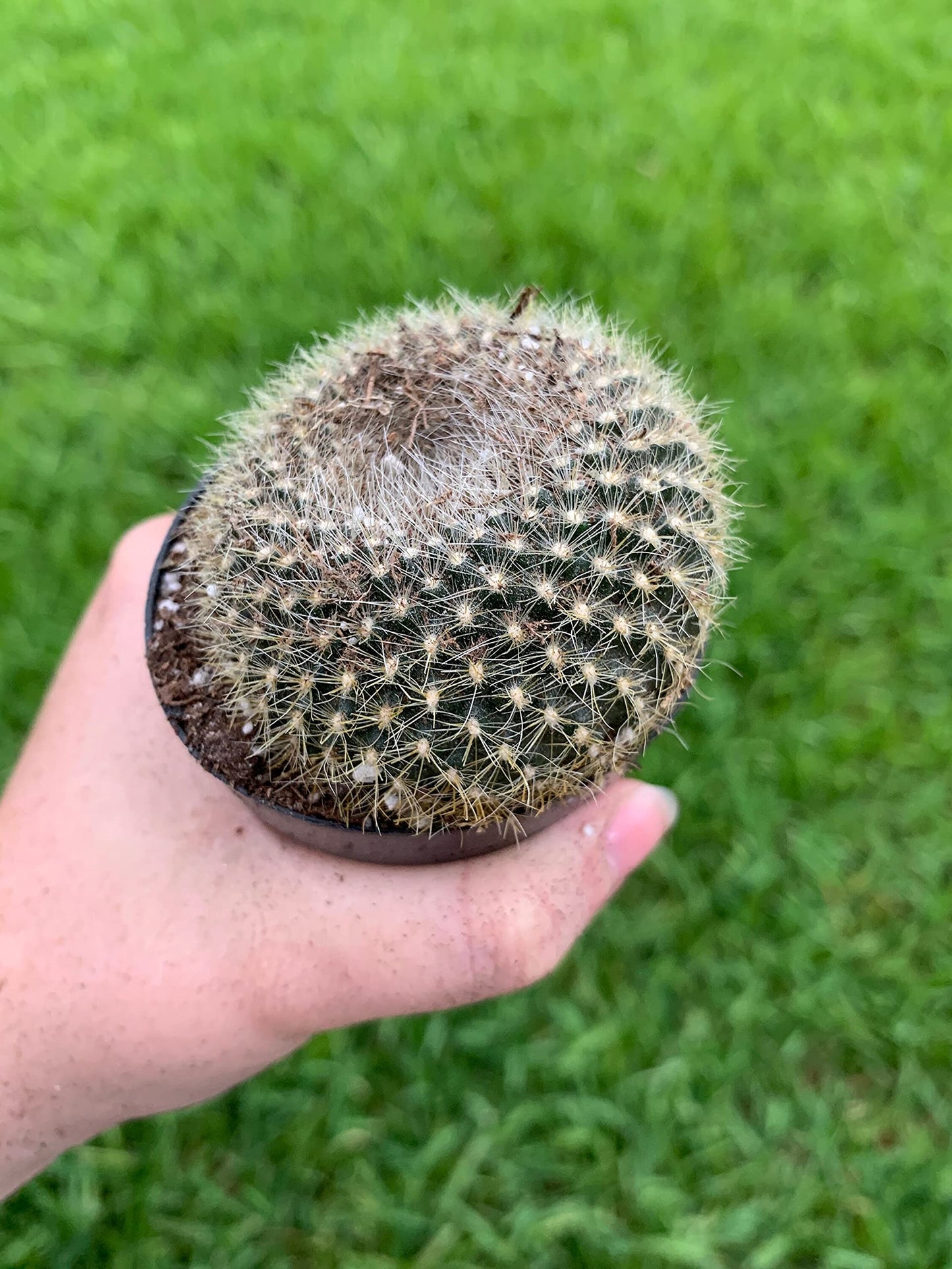 Old Lady Pincushion, Birthday Cake Cactus Neomammillaria hahniana, Mammillaria saetigera