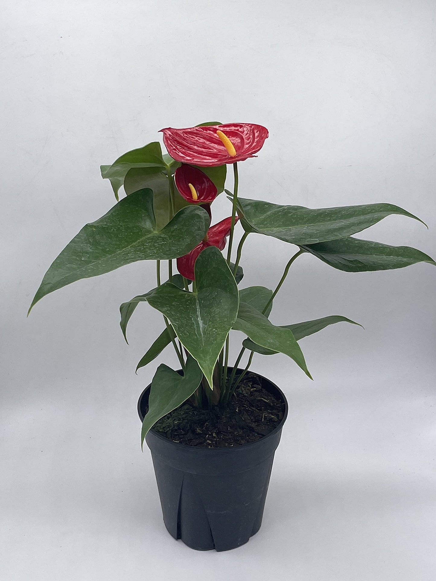 Anthurium Red, 6 inch Pot,