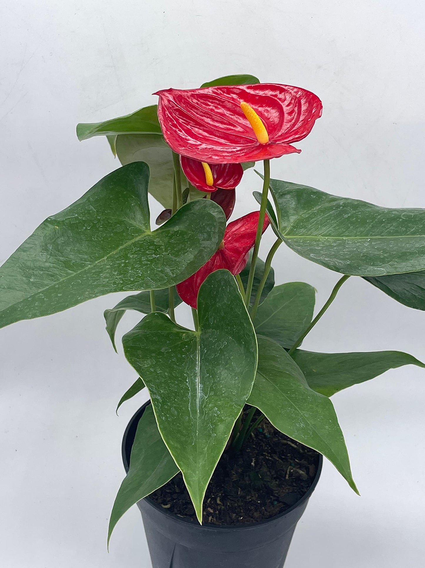 Anthurium Red, 6 inch Pot,