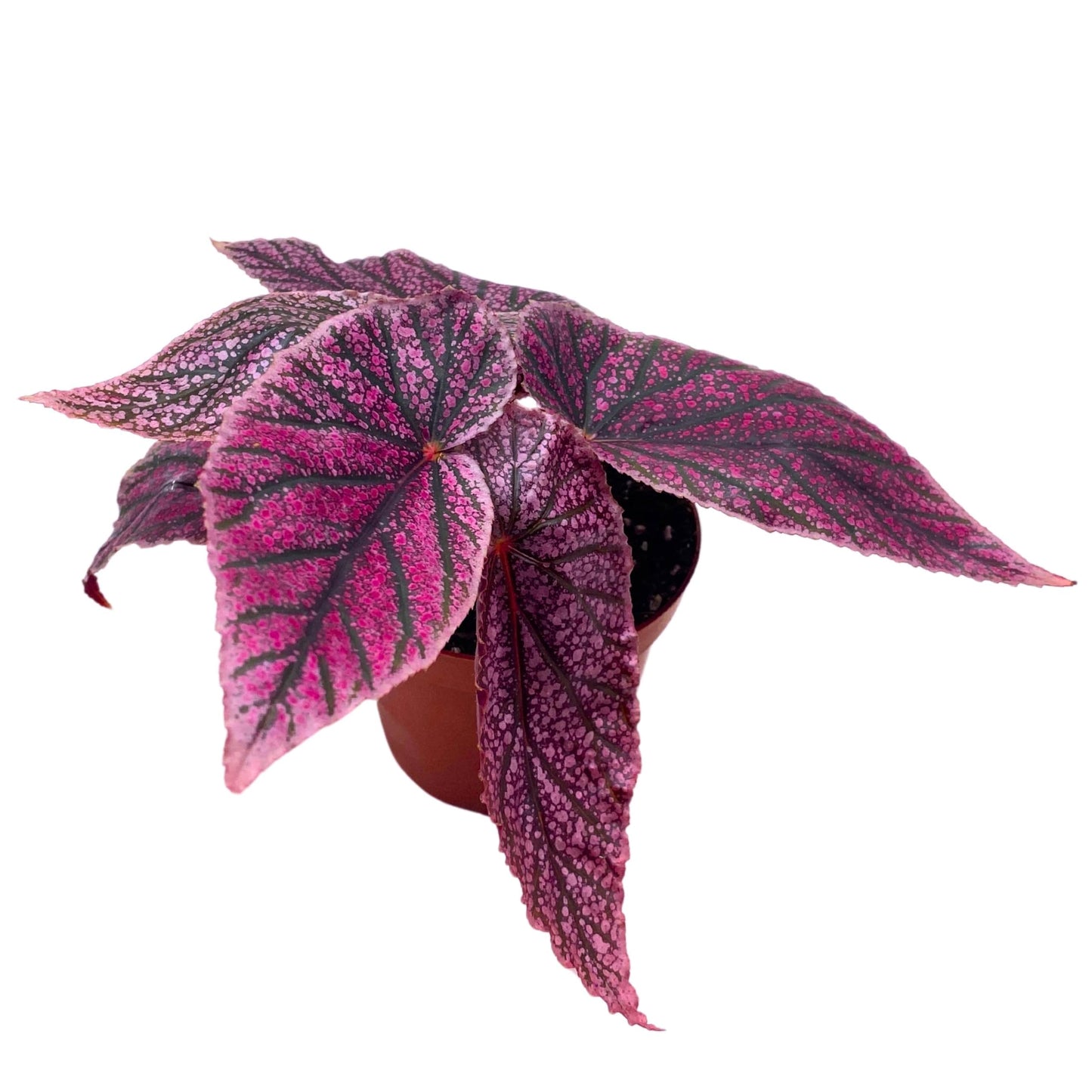 Harmony Foliage Maurice Amey Angel Wing Begonia 4 inch