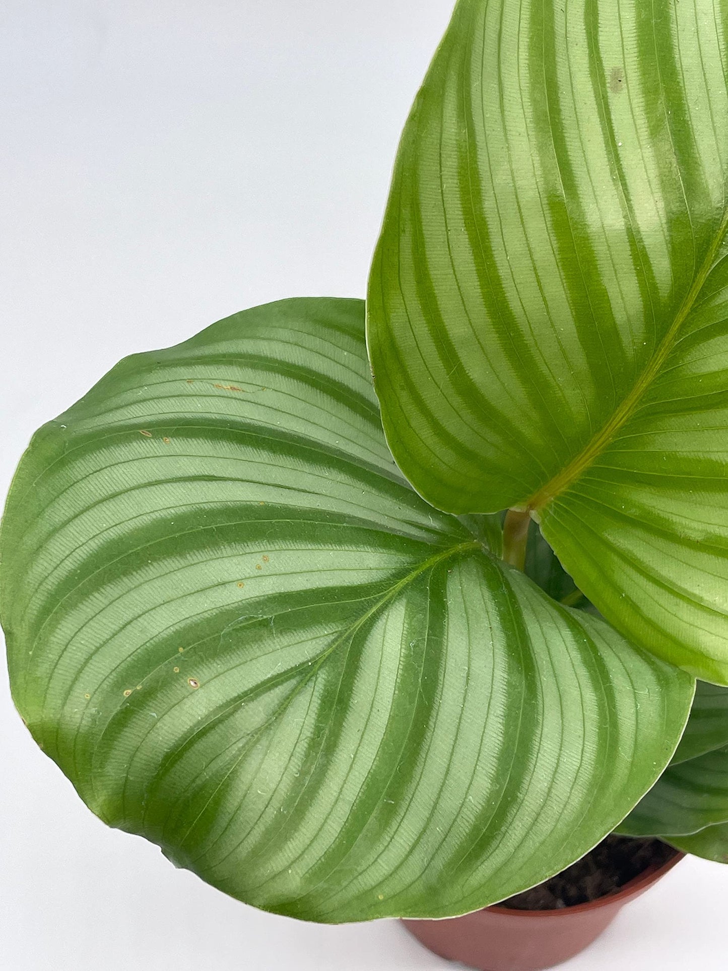 Calathea orbifolia, 4 inch, Round-Leaf calathea, Peacock Plant