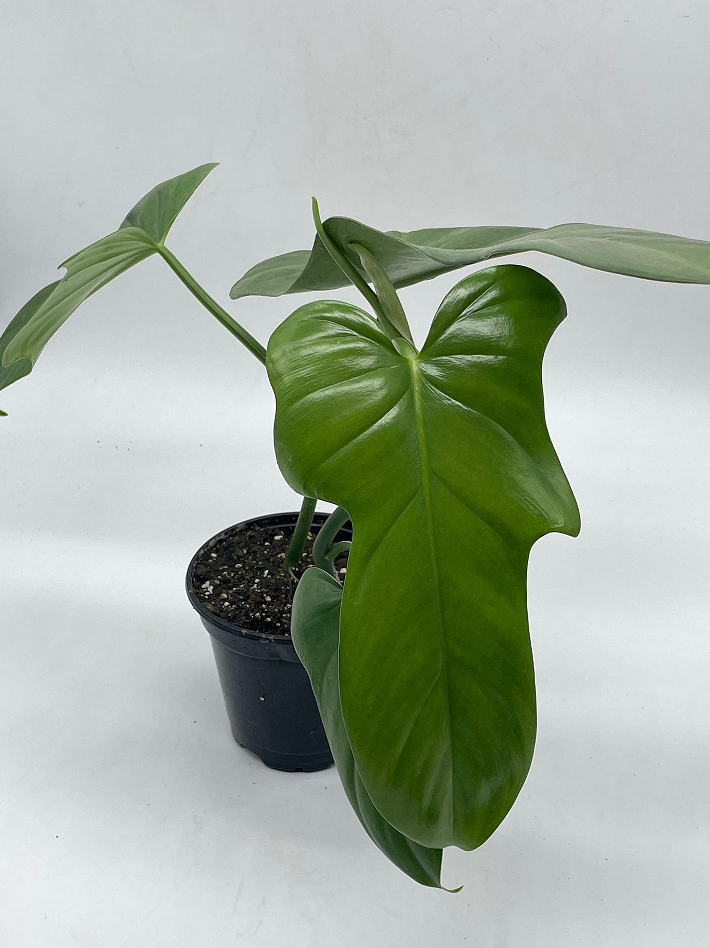 Horse Head Philo, Philodendron Bipennifolium, 4 inch Pot