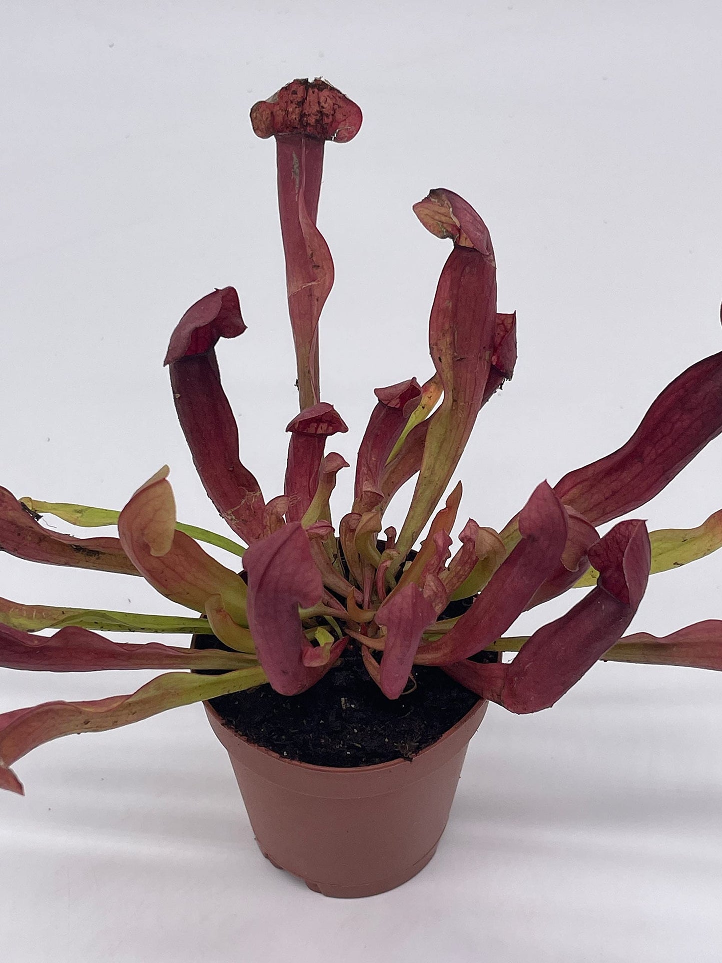 Parrot Pitcherplant, Carnivorous Plant, Sarracenia psittacina, Red Pitcher Plant, Variegated Michx