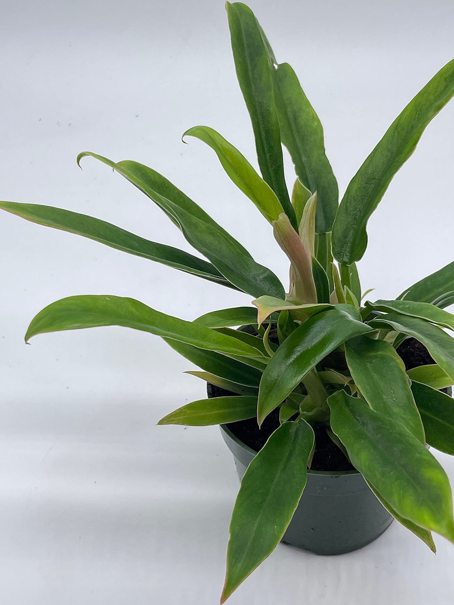 Philodendron Narrow, 4 inch