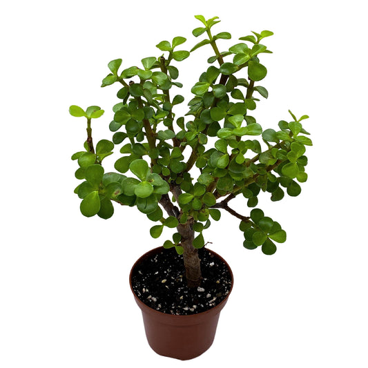 Elephant Bush, Porkbush, Purslane Tree, Dwarf Jade, Spekboom, Portulacaria Afra, in 4 inch Pot