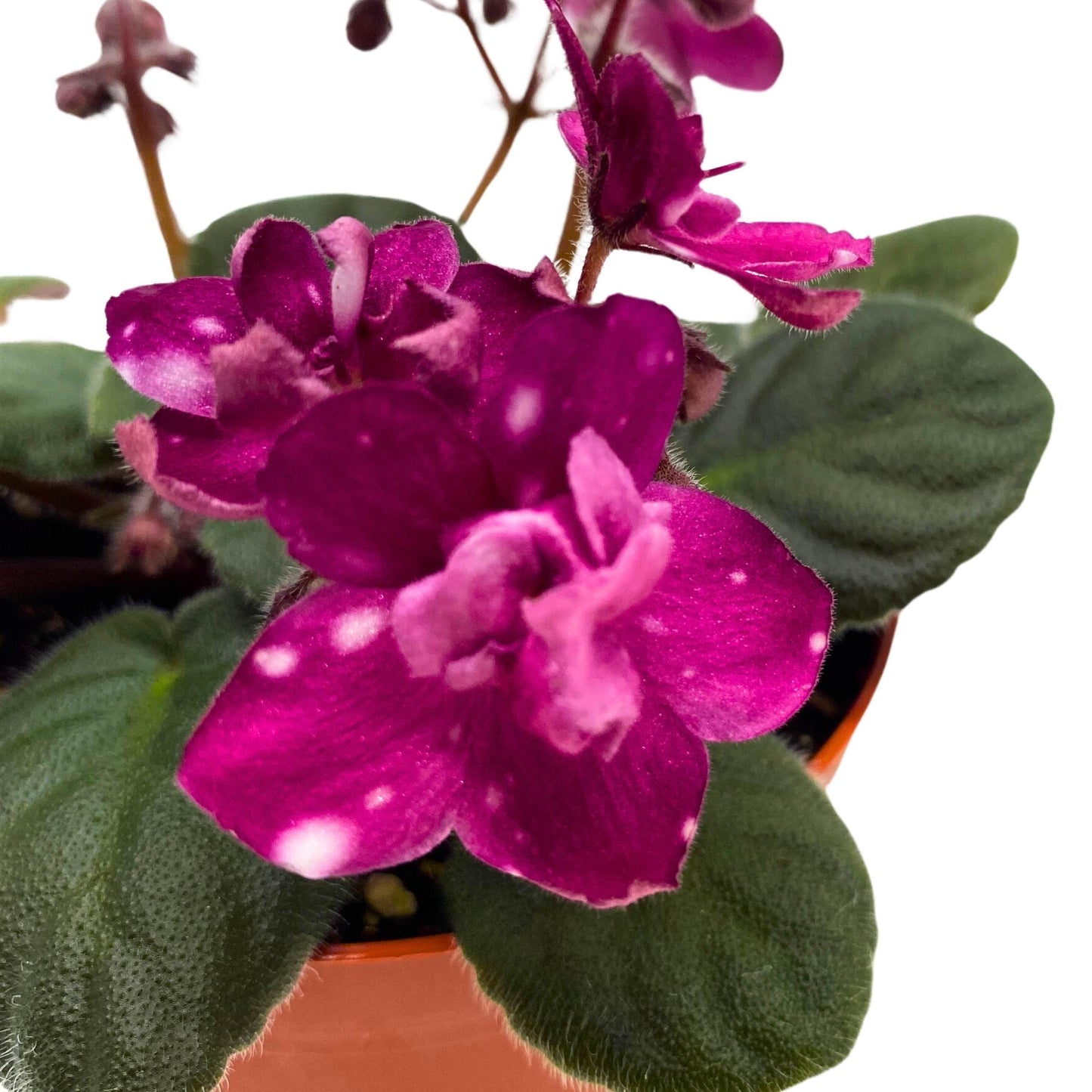 Harmony Foliage Hunter's Fire and Ice African Violet Saintpaulia 4 inch