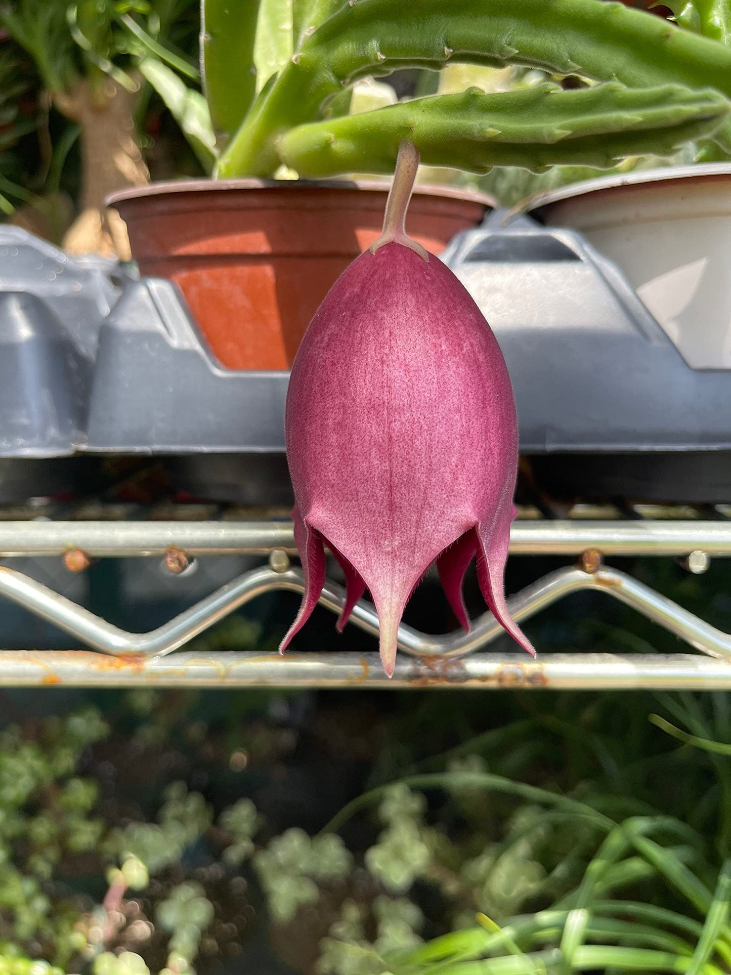 Stapelia leendertziae Black Bell Carrion Flower. Maroon Cup Starfish, huernia spp Black Bells