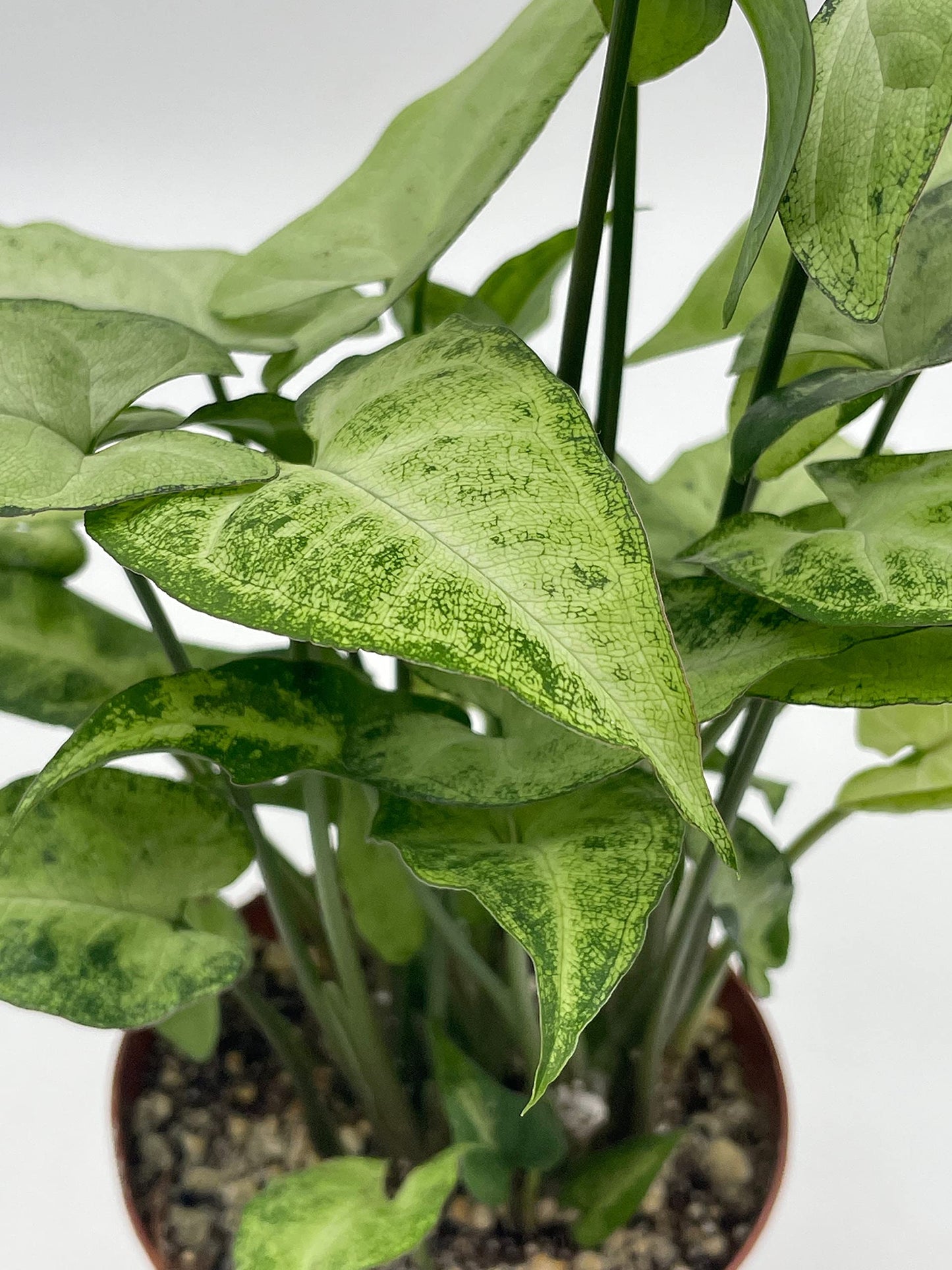 Syngonium Podophyllum Green and White, 4 inch, Arrowhead Vine, Very Filled House Plant