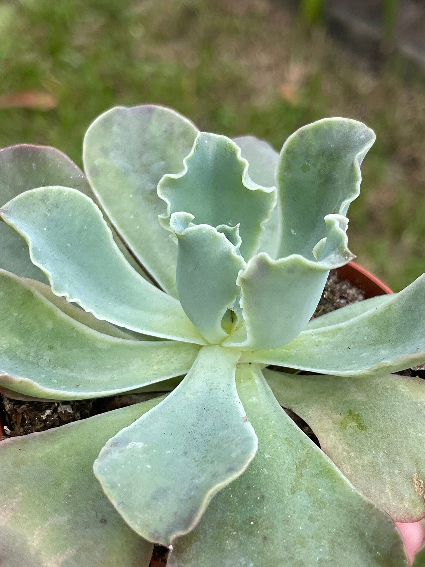 Echeveria shaviana, Mexican hens and Chicks, in 3 inch Pot