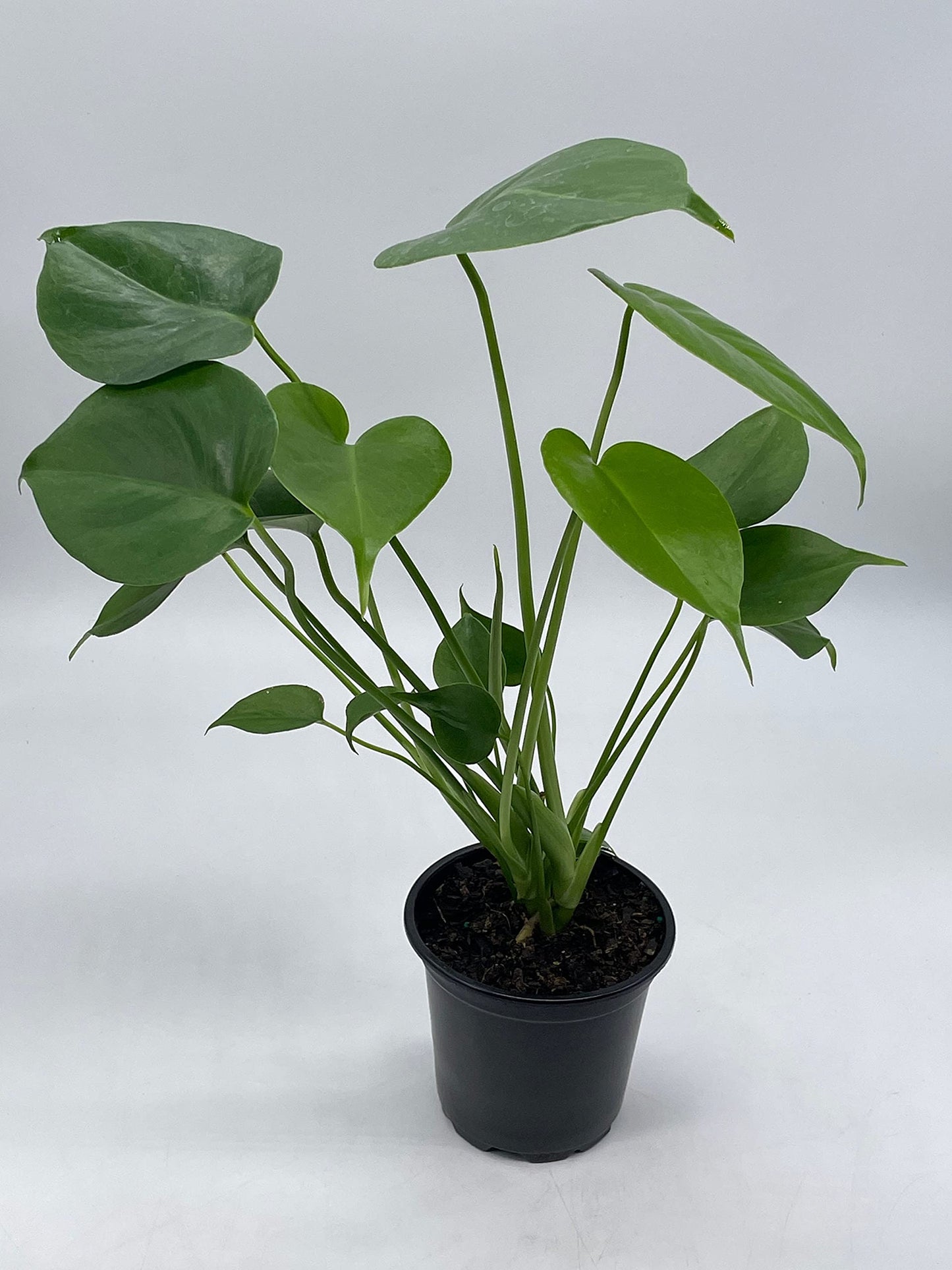 BubbleBlooms Monstera Deliciosa Split Leaf philodendron in a 4 inch Pot