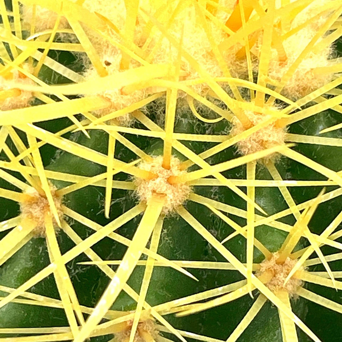 BubbleBlooms Golden Barrel Cactus in a 6 inch Pot Echinocactus Grusonii, Gold Ball Cacti