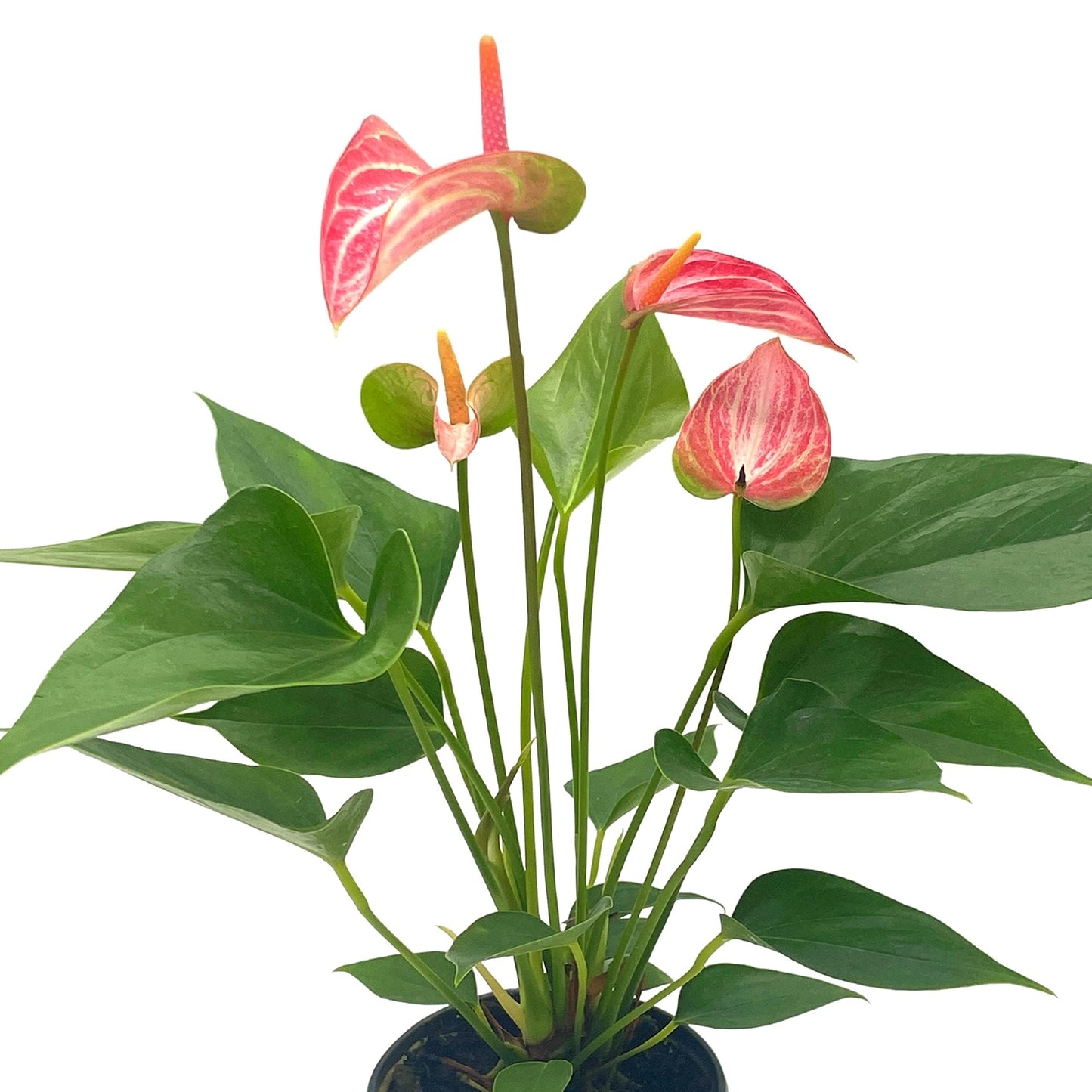 Anthurium Peppermint, 4 inch, Pink and White Sriped Variegated Flowers