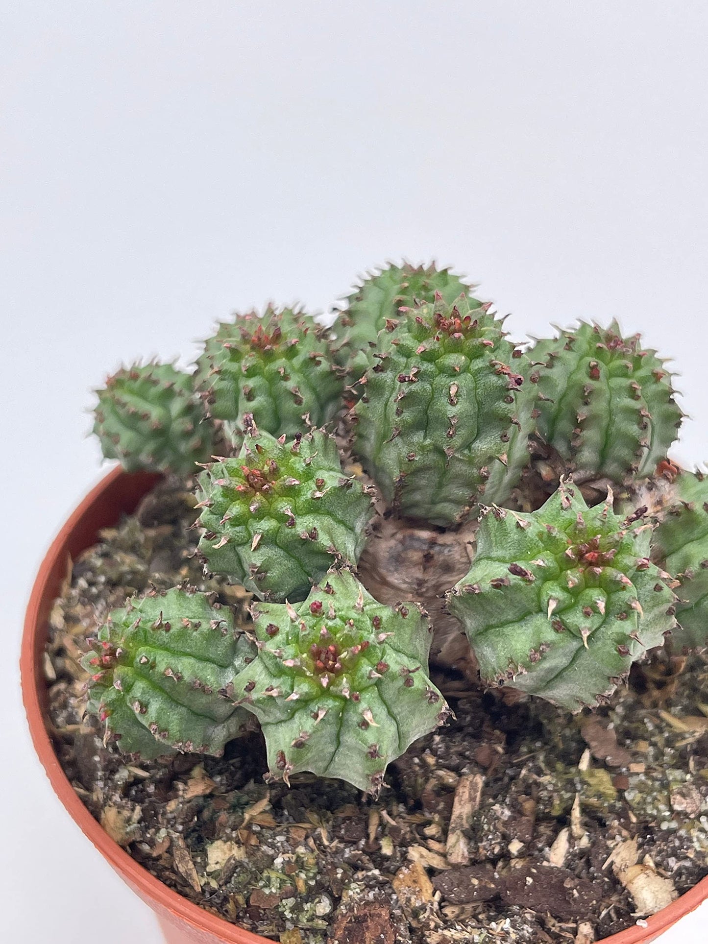 Euphorbia Horrida, 3 inch, African Milk Barrel