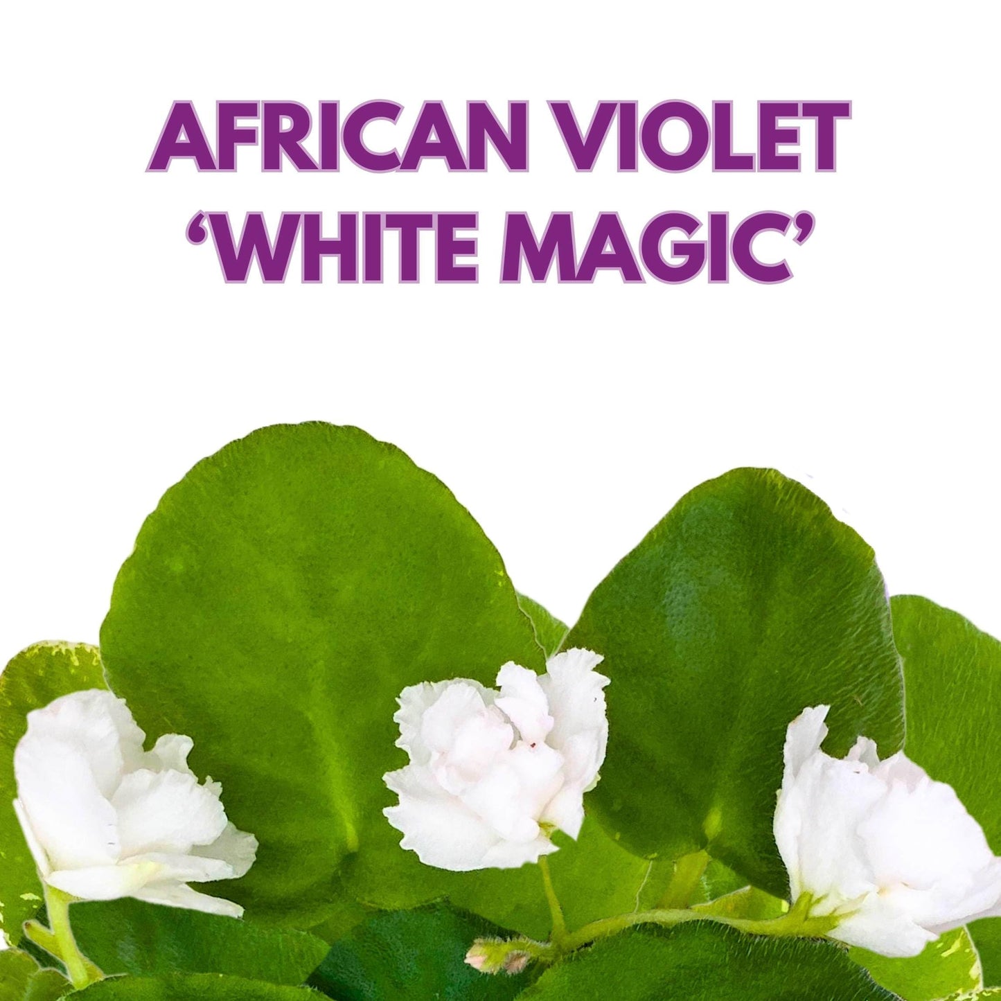 Harmony Foliage White Magic African Violet Saintpaulia 4 inch