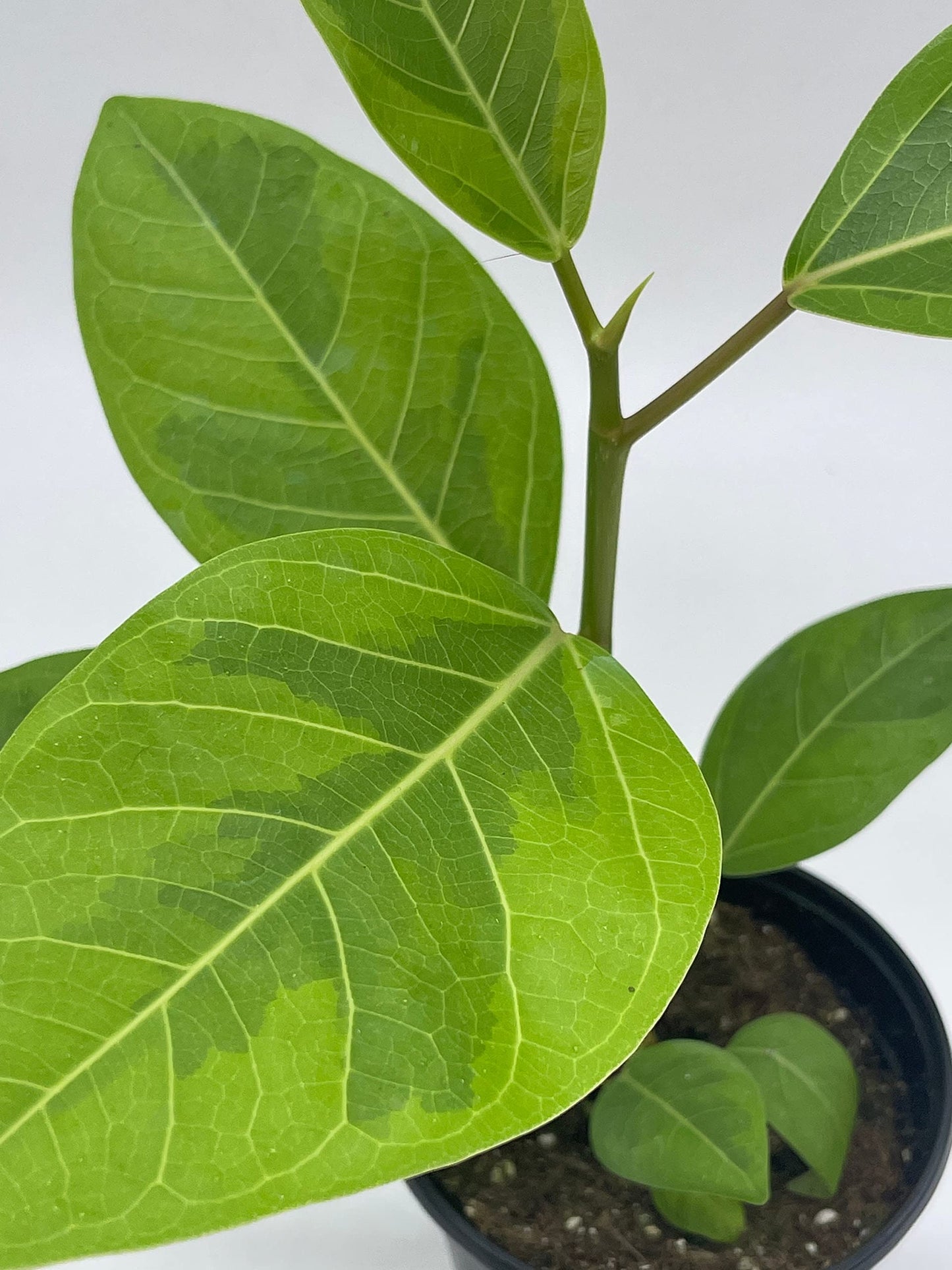 Ficus Altissima, 4 inch, Yellow Gem, Variegated Counciltree, Lofty Fig, Indian Banyan,