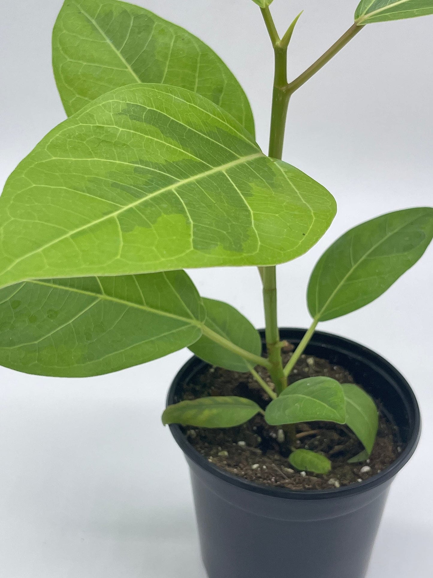 Ficus Altissima, 4 inch, Yellow Gem, Variegated Counciltree, Lofty Fig, Indian Banyan,