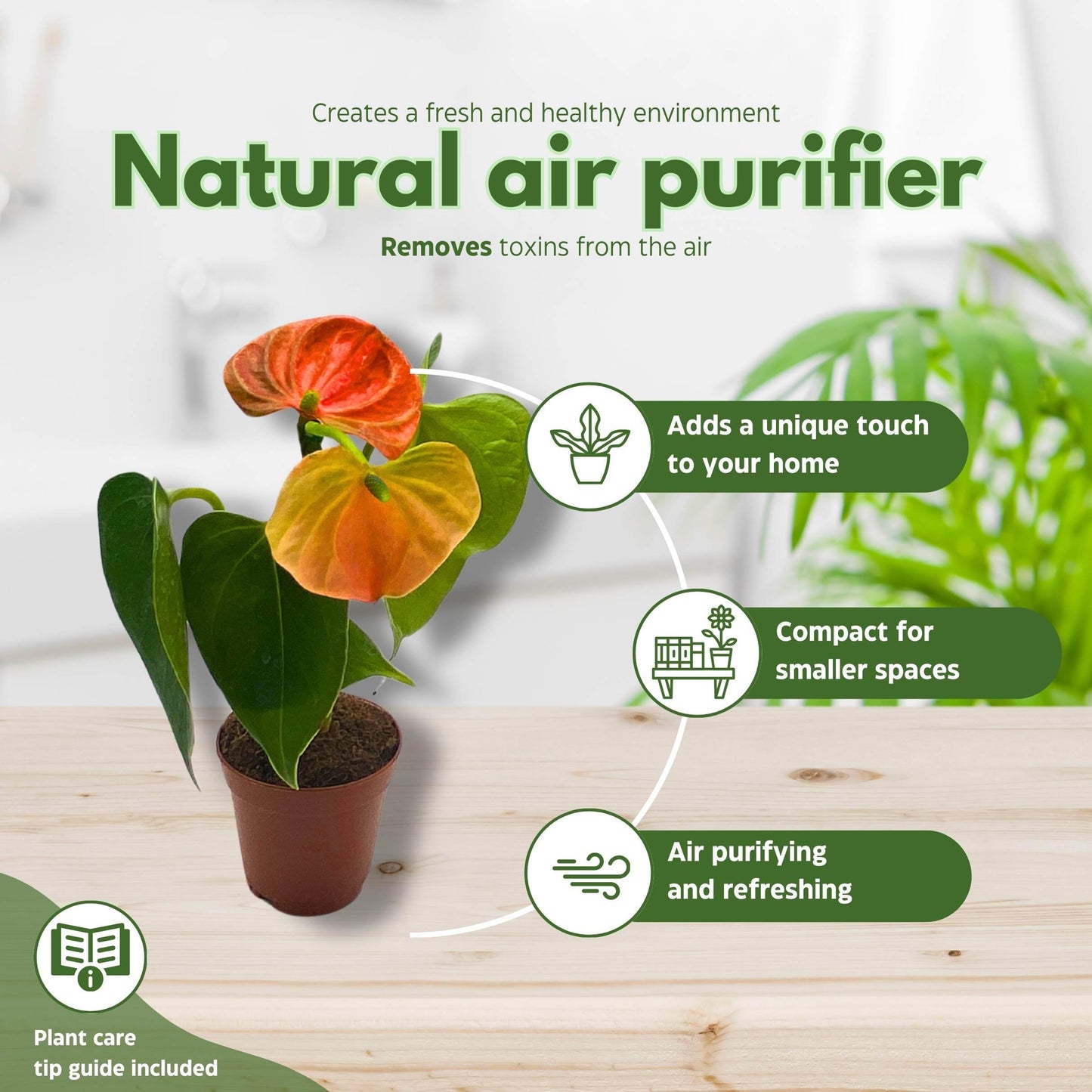 anthurium air cleaner BubbleBlooms Anthurium Assortment 2 inch Set of 3 – Florida House Plants
