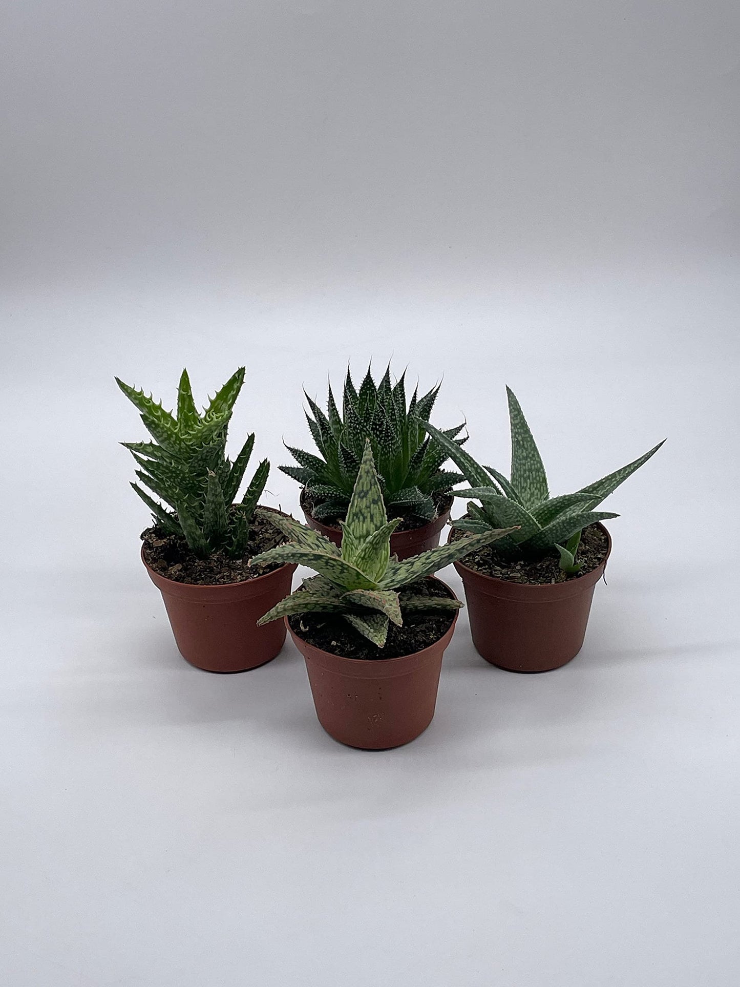 BubbleBlooms Aloe Variety Assortment, 3 inch pots, 4 Different Aloe Succulents