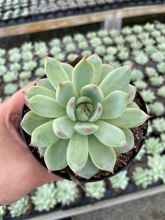 Echeveria colorata Red Top Queen, Red Tips Succulent, Pulido's Echeveria pulidonis lindsayana Walther, Beautiful Rosette in 4 inch Pot